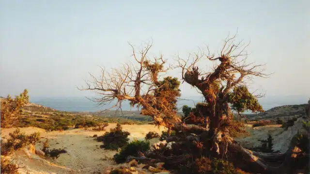 Zedern-Wacholder auf Gavdos